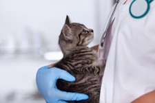 Tierklinik Nienburg Dr.med.vet. Michael Barkhoff  